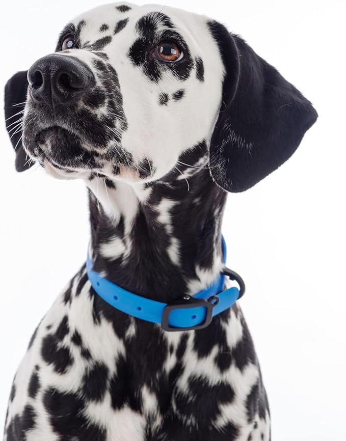 Waterproof Dog Collar - Durable, Comfortable and Adjustable Outdoor Dog Collar with Wear Resistant Buckle and ID Tag Ring for Small Dogs by Nuvuq (Blue, Small)