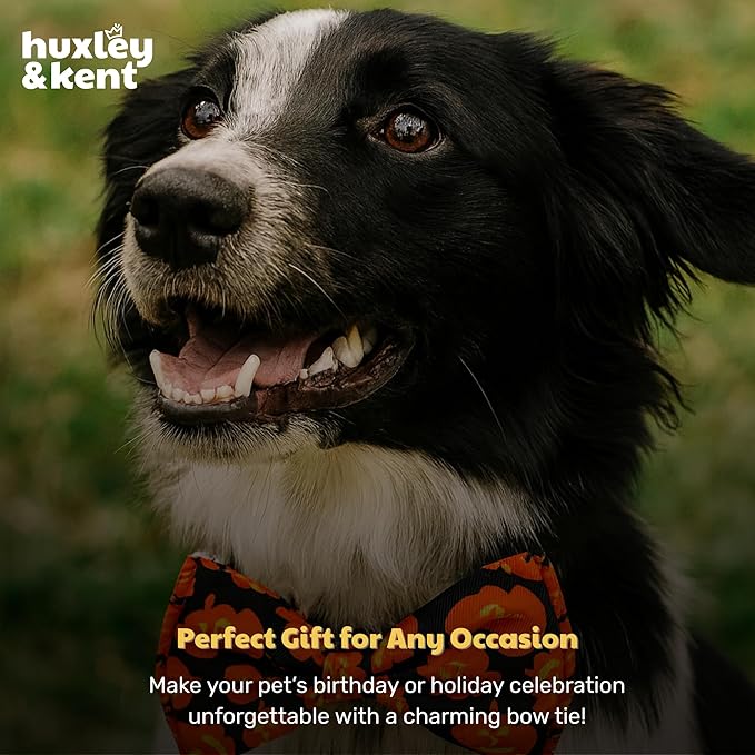 Huxley & Kent Pet Bow Tie for Dogs & Cats - Halloween Adjustable Hook & Loop Collar Accessory - Cute & Comfortable for Holidays & Celebrations - Plaid-O-Lantern, Small