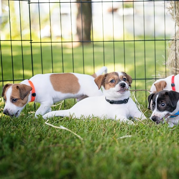 Dog and Puppy Collar - Comfortable, Soft and Lightweight Adjustable Collars with Name Tag Ring for Miniature Dogs and Puppies - Non Breakaway Cat Collar by Nuvuq (Orange, Mini)