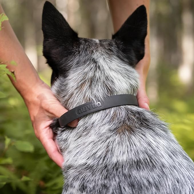 Waterproof Dog Collar - Durable, Comfortable and Adjustable Outdoor Dog Collar with Wear Resistant Buckle and ID Tag Ring for Small Dogs by Nuvuq (Black, Small)