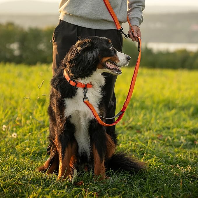 Waterproof Dog Collar - Durable, Comfortable and Adjustable Outdoor Dog Collar with Wear Resistant Buckle and ID Tag Ring for Puppies and XSmall Dogs by Nuvuq (Orange, XSmall)
