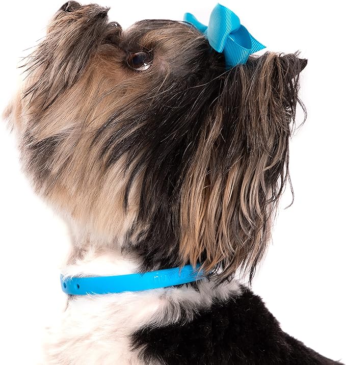 Dog Collar - Comfortable, Soft and Lightweight Adjustable Collar with Name Tag Ring for Miniature Dogs and Puppies - Non Breakaway Cat Collar by Nuvuq (Blue, Mini)