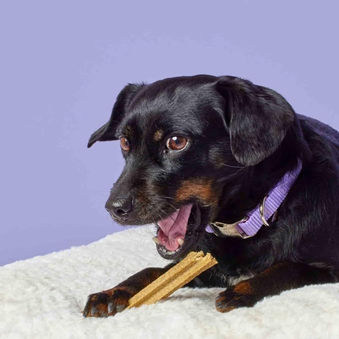 Ellevet Dental Sticks for Dogs – Hemp Enriched Dental Dog Chews – Freshen Dog Breath, Promote Clean Teeth, Support Oral Health - 10 Sticks - Large Dogs (Over 40 lbs)