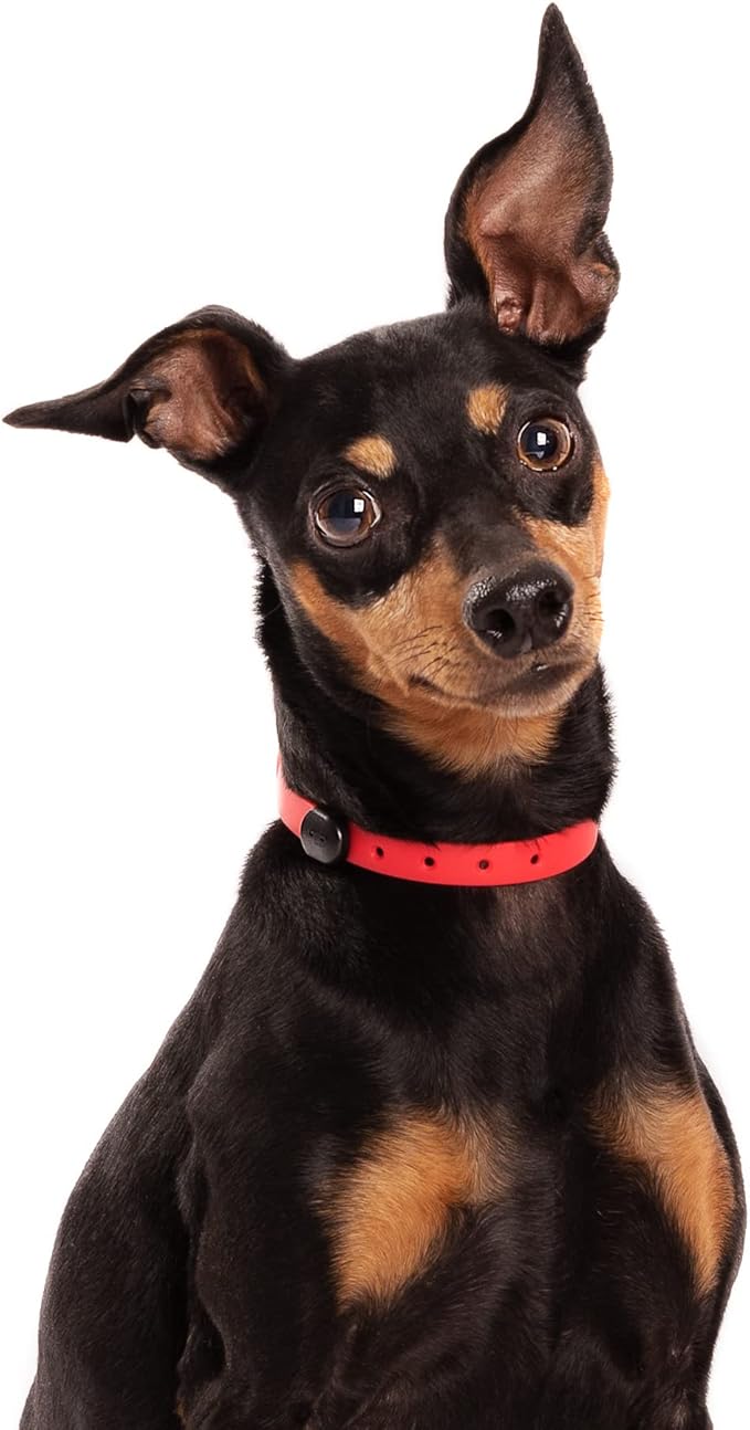 Dog Collar - Comfortable, Soft and Lightweight Adjustable Collar with Name Tag Ring for Miniature Dogs and Puppies - Non Breakaway Cat Collar by Nuvuq (Red, Mini)