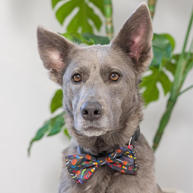 Huxley & Kent Pet Bow Tie for Dogs & Cats - Halloween Adjustable Hook & Loop Collar Accessory - Cute & Comfortable for Holidays & Celebrations - Creepy Candy, Extra-Large