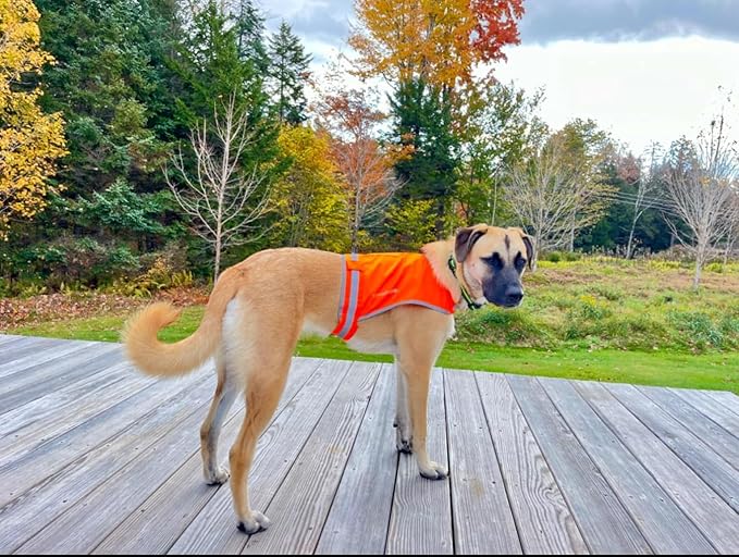 Blaze Orange Dog Vest, Lite Edition. High Visibility Dog Reflective Jacket with Mid Back Coverage. Ideal Hunting Vest, Reflective Gear for Small, Medium, and Large Breeds Helping to Keep Your PUP Safe