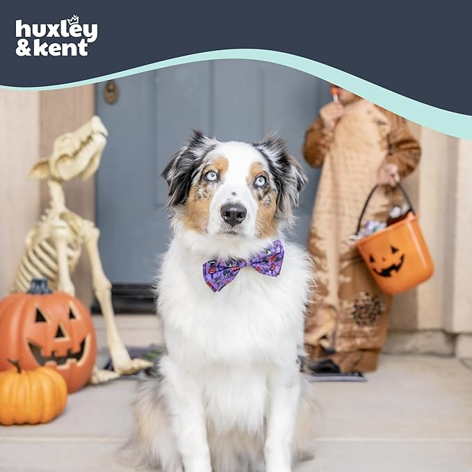 Huxley & Kent Pet Bow Tie for Dogs & Cats - Halloween Adjustable Hook & Loop Collar Accessory - Cute & Comfortable for Holidays & Celebrations - Witch's Brew, Small