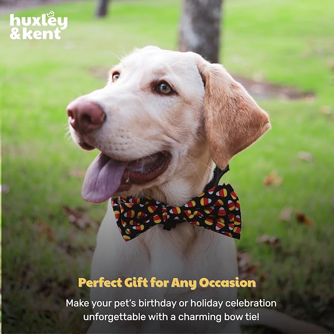 Huxley & Kent Pet Bow Tie for Dogs & Cats - Halloween Adjustable Hook & Loop Collar Accessory - Cute & Comfortable for Holidays & Celebrations - Candy Corn, Large