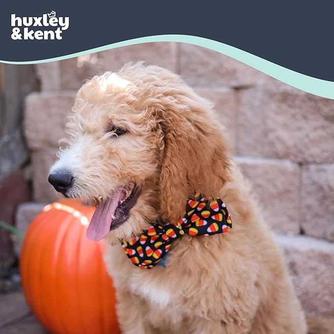 Huxley & Kent Pet Bow Tie for Dogs & Cats - Halloween Adjustable Hook & Loop Collar Accessory - Cute & Comfortable for Holidays & Celebrations - Candy Corn, Large