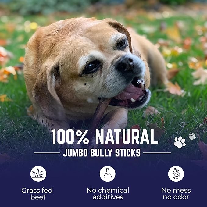Devil Dog Pet Co. Bully Sticks – 12 Inch, 5 Pack, Standard Sized Dog Chews, 100% Natural, Single Ingredient, Free-Range Grass-Fed Beef – Long Lasting, Rawhide-Free Treats for Dogs
