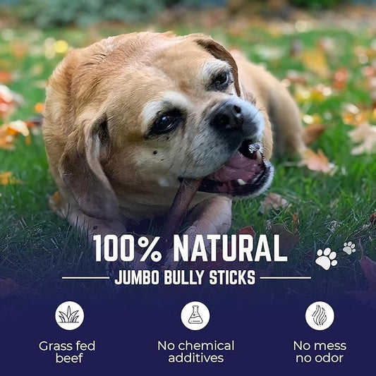 Devil Dog Pet Co. Jumbo Bully Sticks – 6 Inch, 6 Pack Dog Chews, 100% Natural Free-Range Grass-Fed Beef – Long Lasting, Rawhide-Free Treats for Dogs
