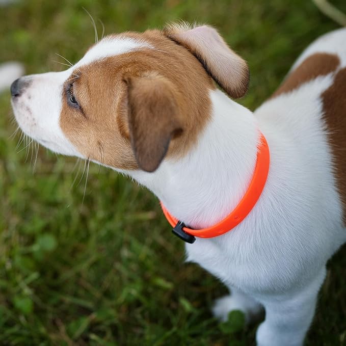 Dog and Puppy Collar - Comfortable, Soft and Lightweight Adjustable Collars with Name Tag Ring for Miniature Dogs and Puppies - Non Breakaway Cat Collar by Nuvuq (Orange, Mini)