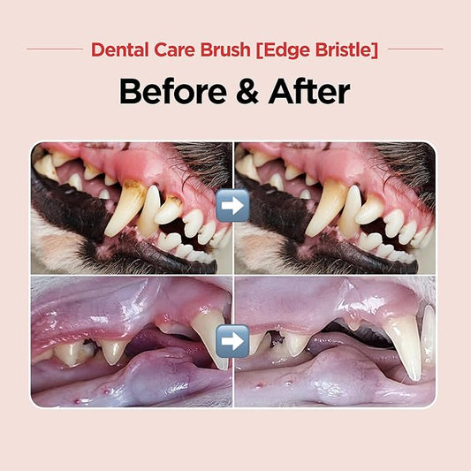 JAYU PET Dental Care Brush (Edge Bristles) 1ea - Micro Round Head Dog Toothbrush, Cat Toothbrush, Dental Care, Perfect for Kitten & Small Breed with End-tuft Diagonal-Shaped Bristle & Easy Grip Handle