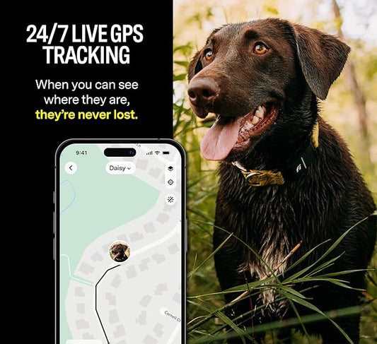 Fi Series 3 Smart Dog Collar - GPS Dog Tracker and Activity & Health Monitor, Waterproof, LED Light, Escape Alerts, Nationwide Coverage [Free 1 Year Membership] (Yellow, Small)