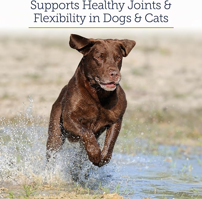 Rx Vitamins MegaFlex Cat and Dog Joint Supplement - Glucosamine Sulfate with MSM, Vitamin C, & Sea Cucumber - Supports Joint Flexibility and Mobility - for All Breeds and Sizes - 600 Capsules